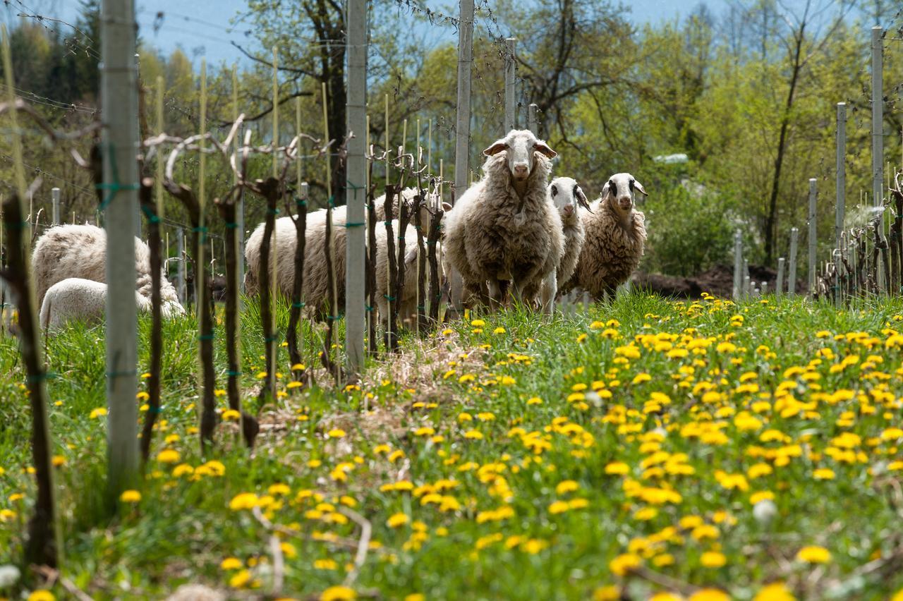 Weingut Georgium Bed & Breakfast Sankt Georgen am Langsee Bagian luar foto